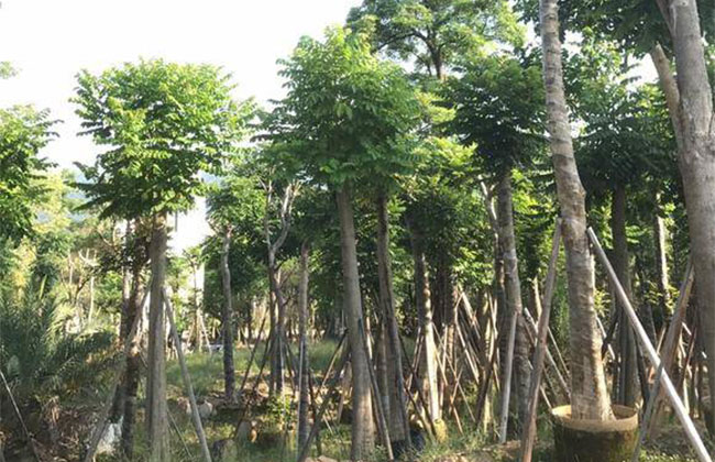 火焰木基地17.jpg