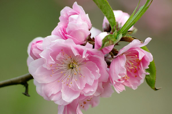 碧桃花