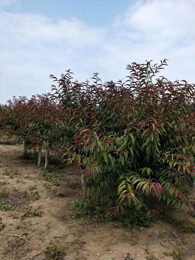 紅葉碧桃種子如何種植?紅葉碧桃種植經(jīng)驗(yàn)