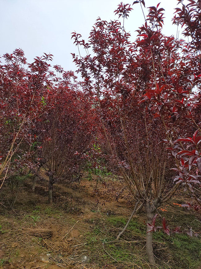 紅葉碧桃種子如何種植?紅葉碧桃種植經(jīng)驗(yàn)