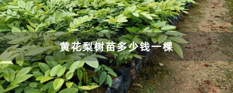 黃花梨樹苗多少錢一棵