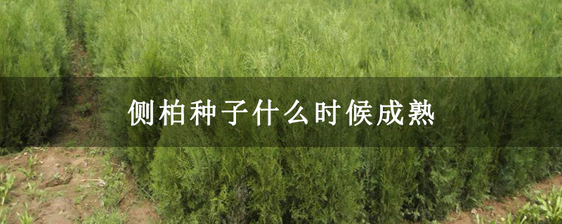 側柏種子什么時候成熟
