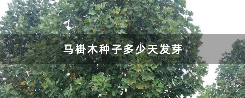 馬褂木
