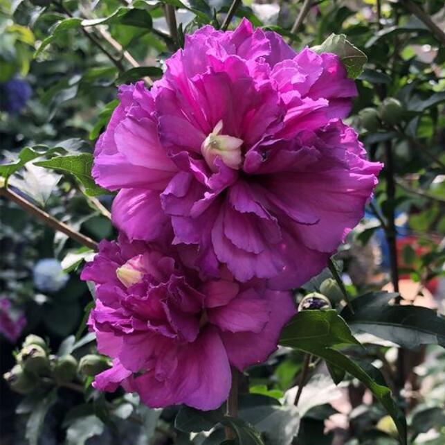 1671264293849945.jpg 造型黑松