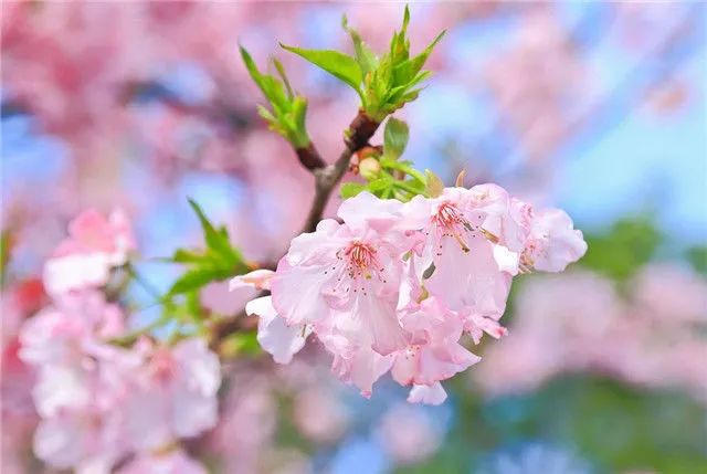 1672623590780334.jpg 雛菊櫻.jpg