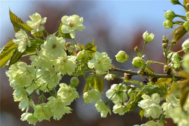 1672623608741160.jpg 御衣黃櫻花.jpg