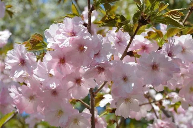 1672623623726074.jpg 郁金櫻.jpg