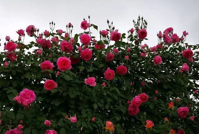 1672650362991515.jpg 微信圖片_20221126211553.jpg