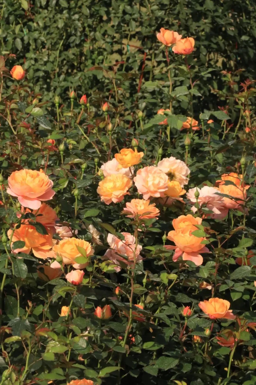 1672650373868921.jpg 微信圖片_20221126211623.jpg