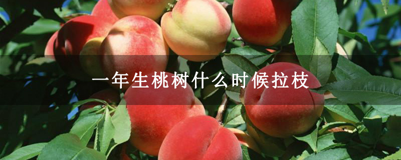 一年生桃樹什么時(shí)候拉枝