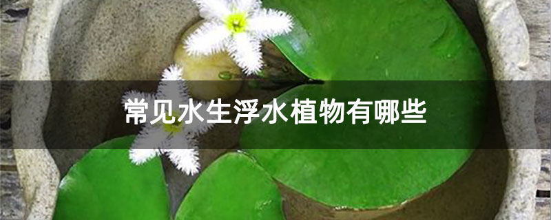 常見(jiàn)水生浮水植物有哪些