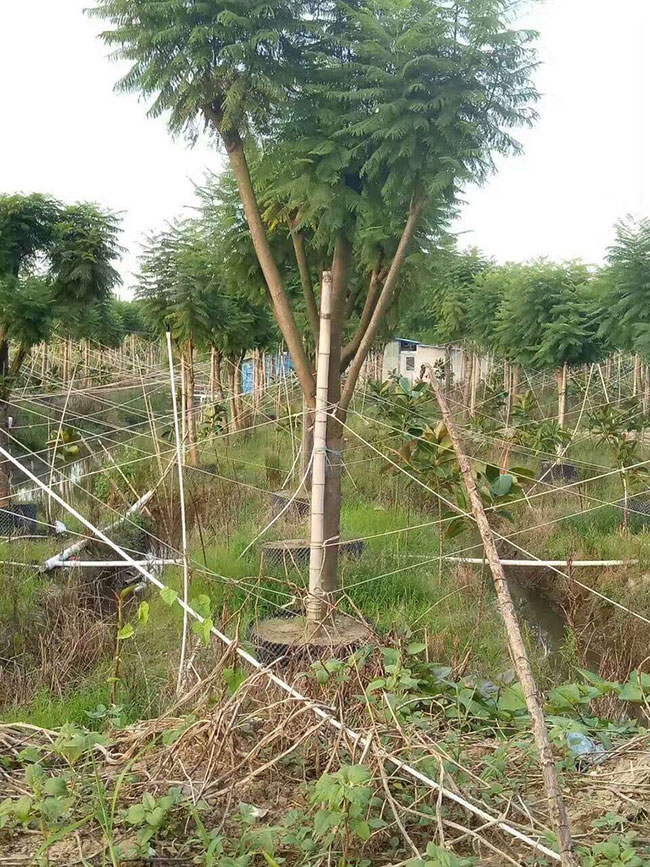 藍花楹多少錢一棵
