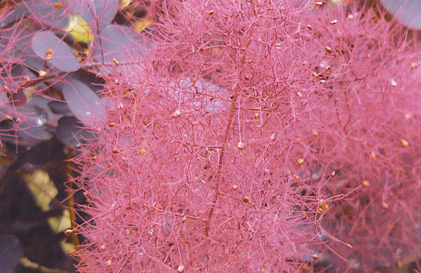 美國紫葉紅櫨