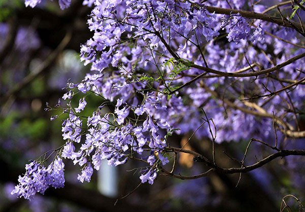 藍(lán)花楹