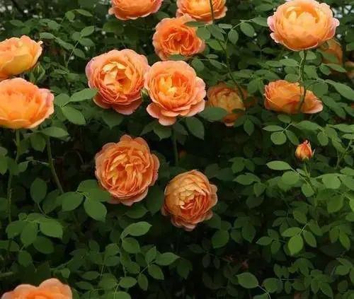 1673274233339800.jpg 微信圖片_20221126211610.jpg