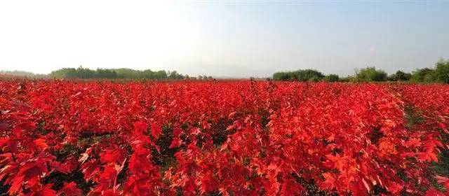 1673559305123293.jpg 三季紅.jpg