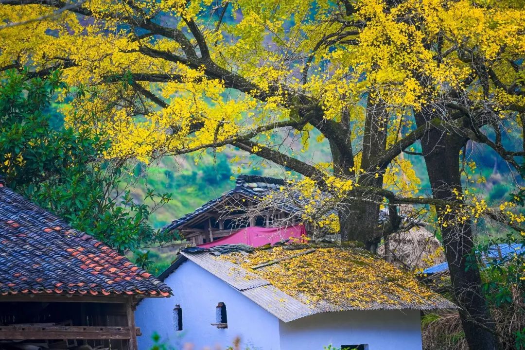 1675291333544688.jpg 微信圖片_20221126001434.jpg