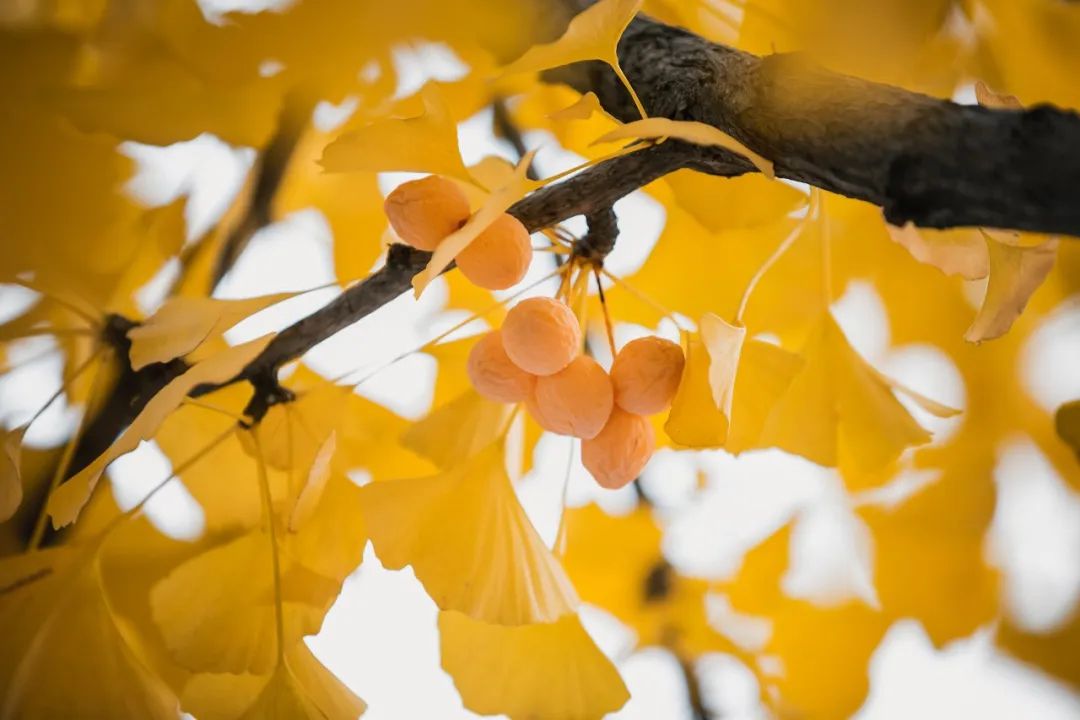 1675291342107921.jpg 微信圖片_20221126001441.jpg