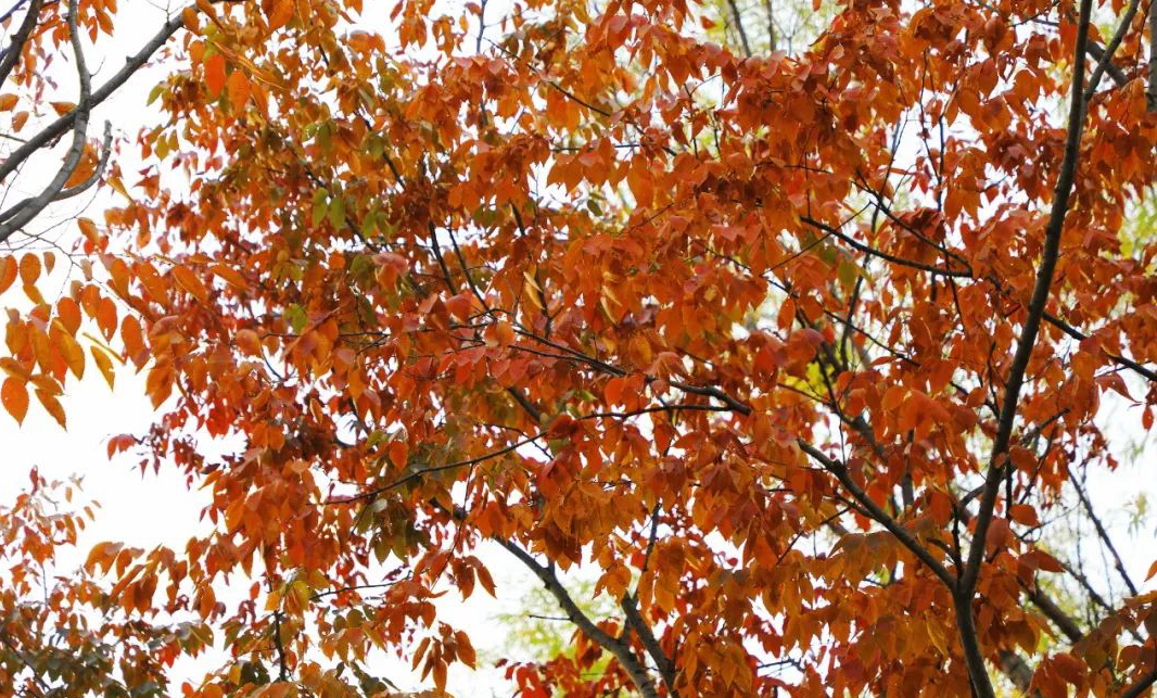 1675697366988305.jpg 微信圖片_20230115185228.jpg