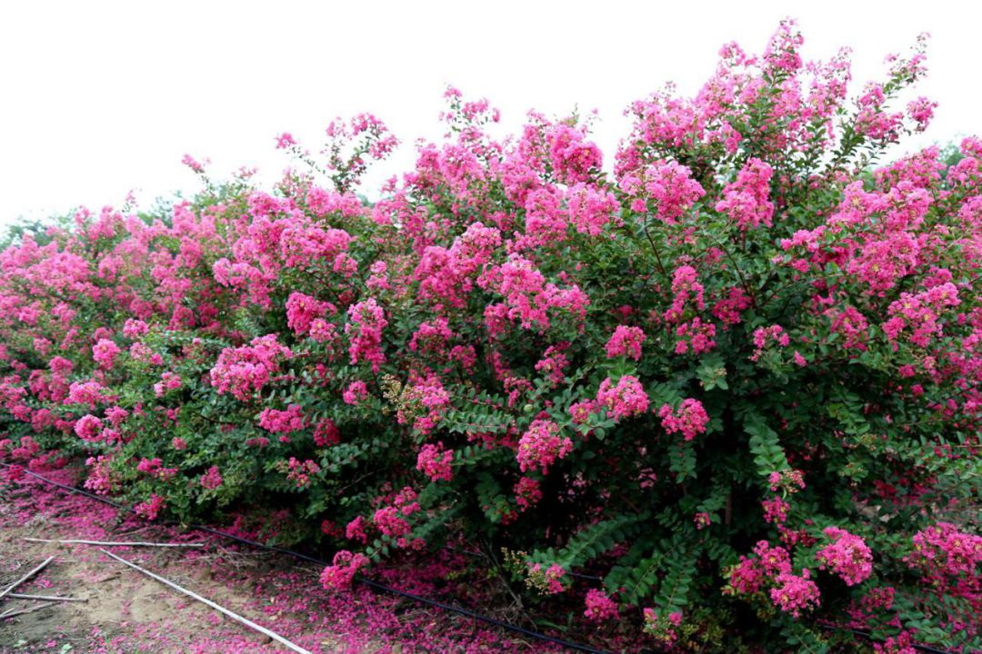 1676582234252156.jpg 國旗紅紫薇4.jpg