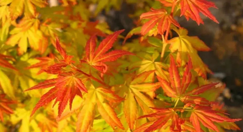 1676583549413649.jpg 橙之夢.jpg