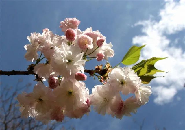 1676895375518892.jpg 河津櫻.jpg