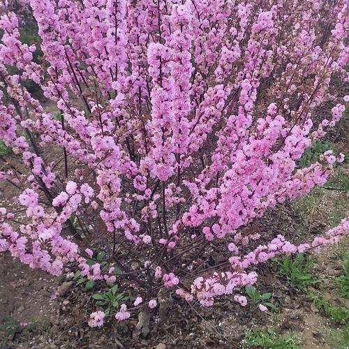 叢生榆葉梅 叢生榆葉梅