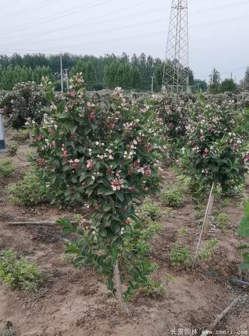 五彩錦帶 五彩錦帶