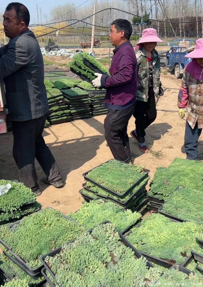 中華景天托盤苗 中華景天托盤苗