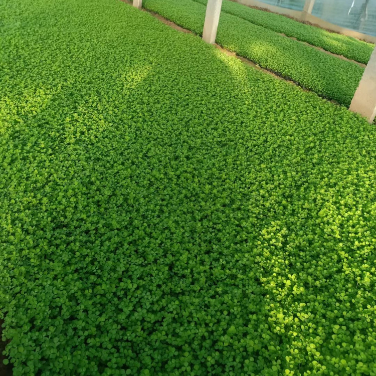 白車軸草 白車軸草