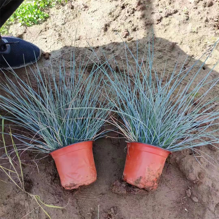 藍羊茅盆苗 藍羊茅盆苗