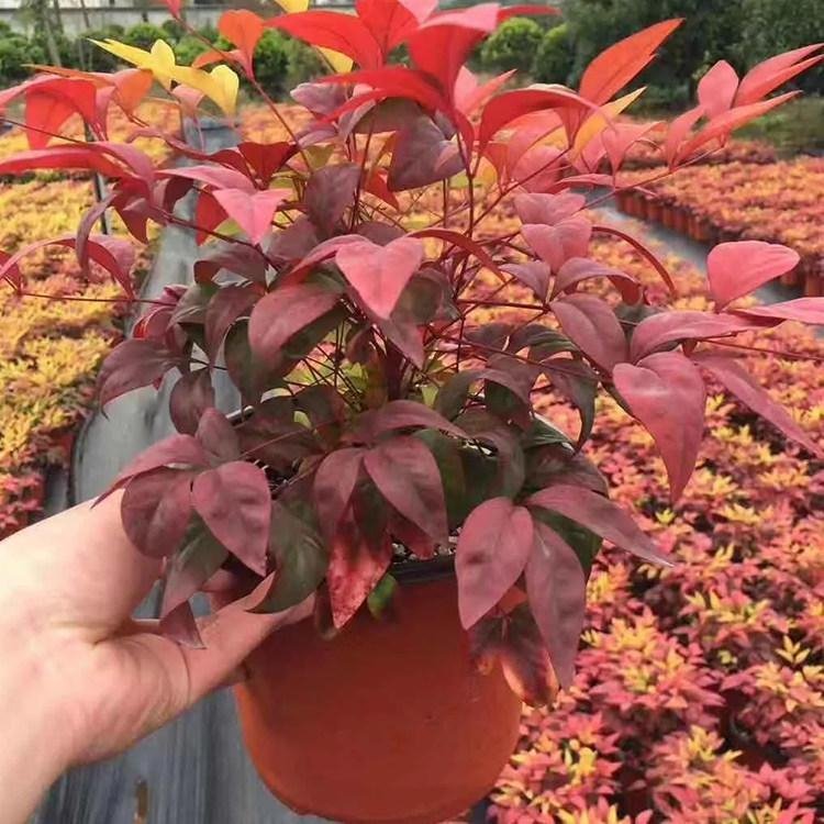 火焰南天竹 火焰南天竹