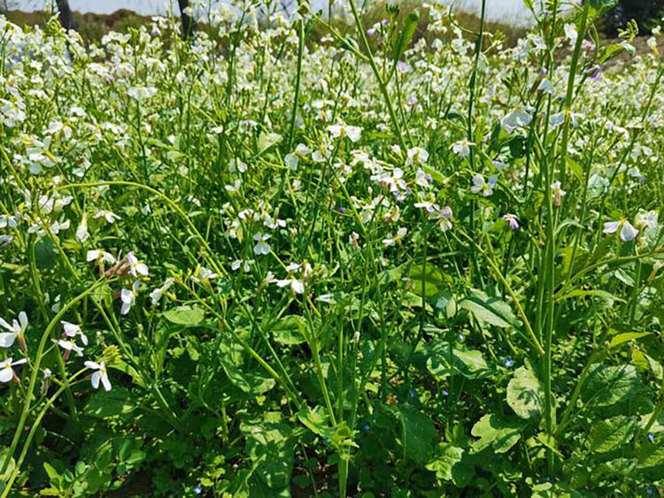 蘿卜種子 蘿卜種子