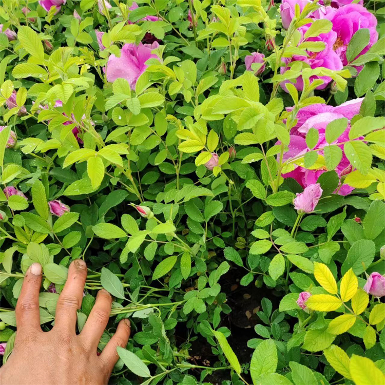 四季玫瑰苗 四季玫瑰苗