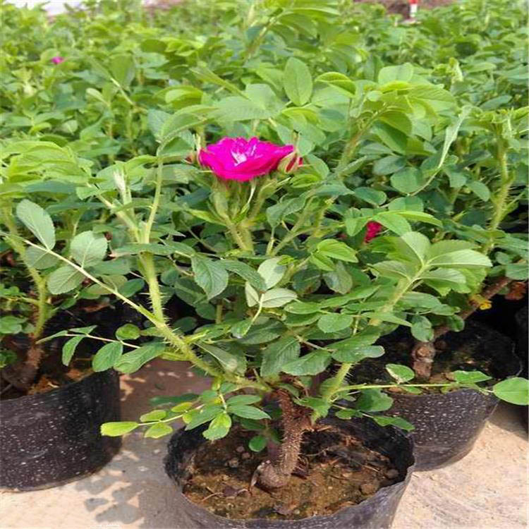 保加利亞玫瑰 保加利亞玫瑰