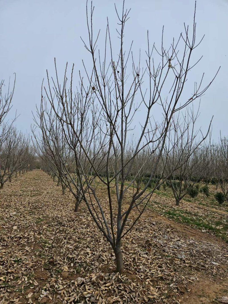 板栗樹(shù) 板栗樹(shù)