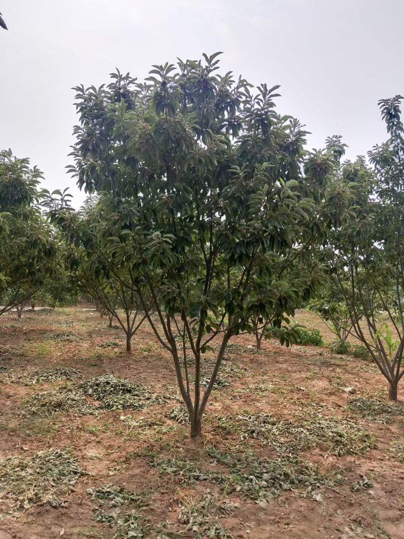 板栗樹(shù) 板栗樹(shù)