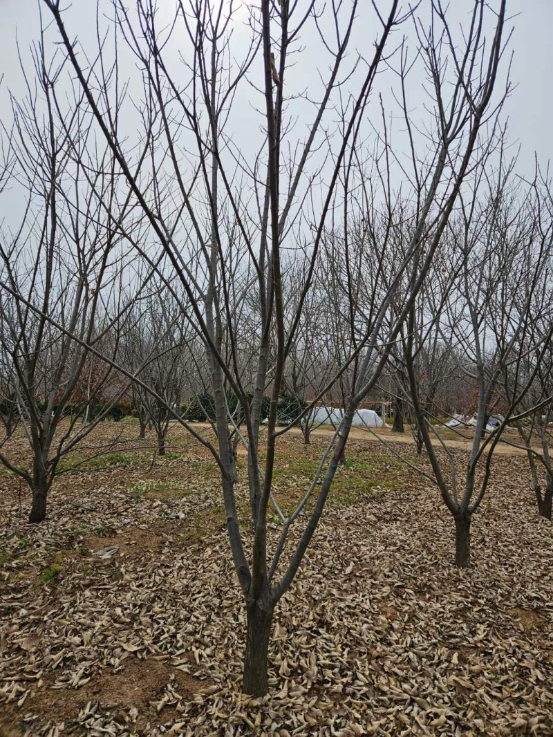 板栗樹(shù) 板栗樹(shù)