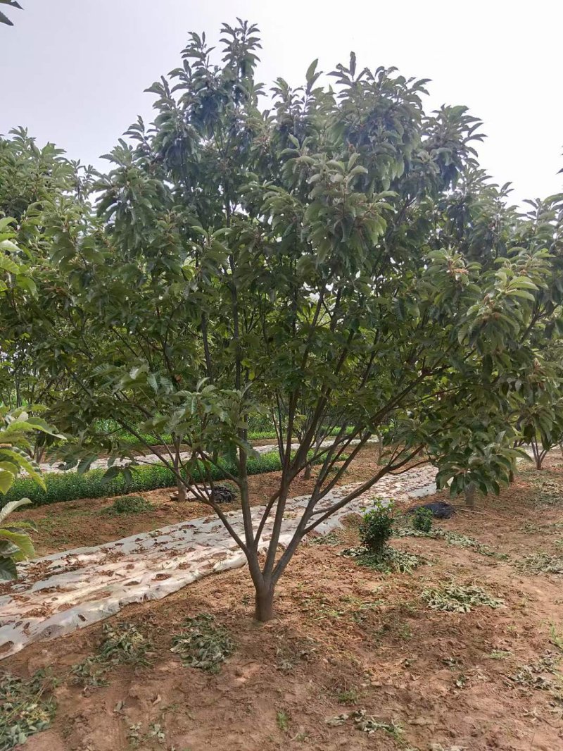 板栗樹(shù) 板栗樹(shù)