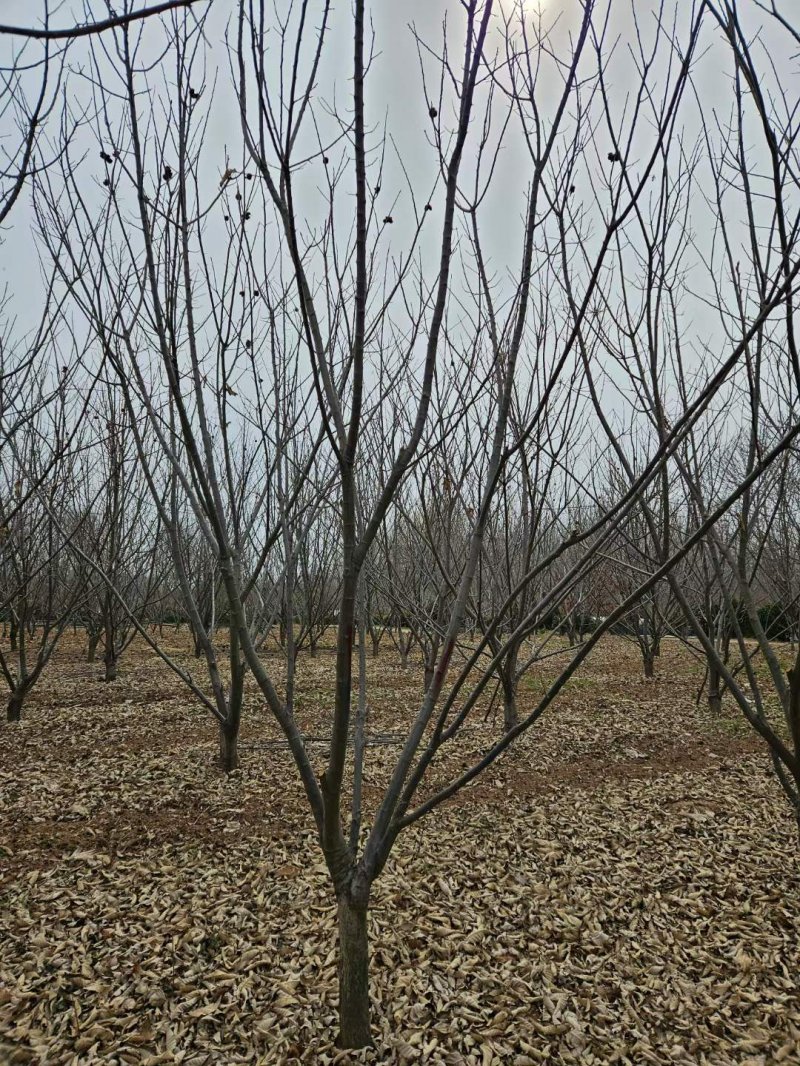 板栗樹(shù) 板栗樹(shù)