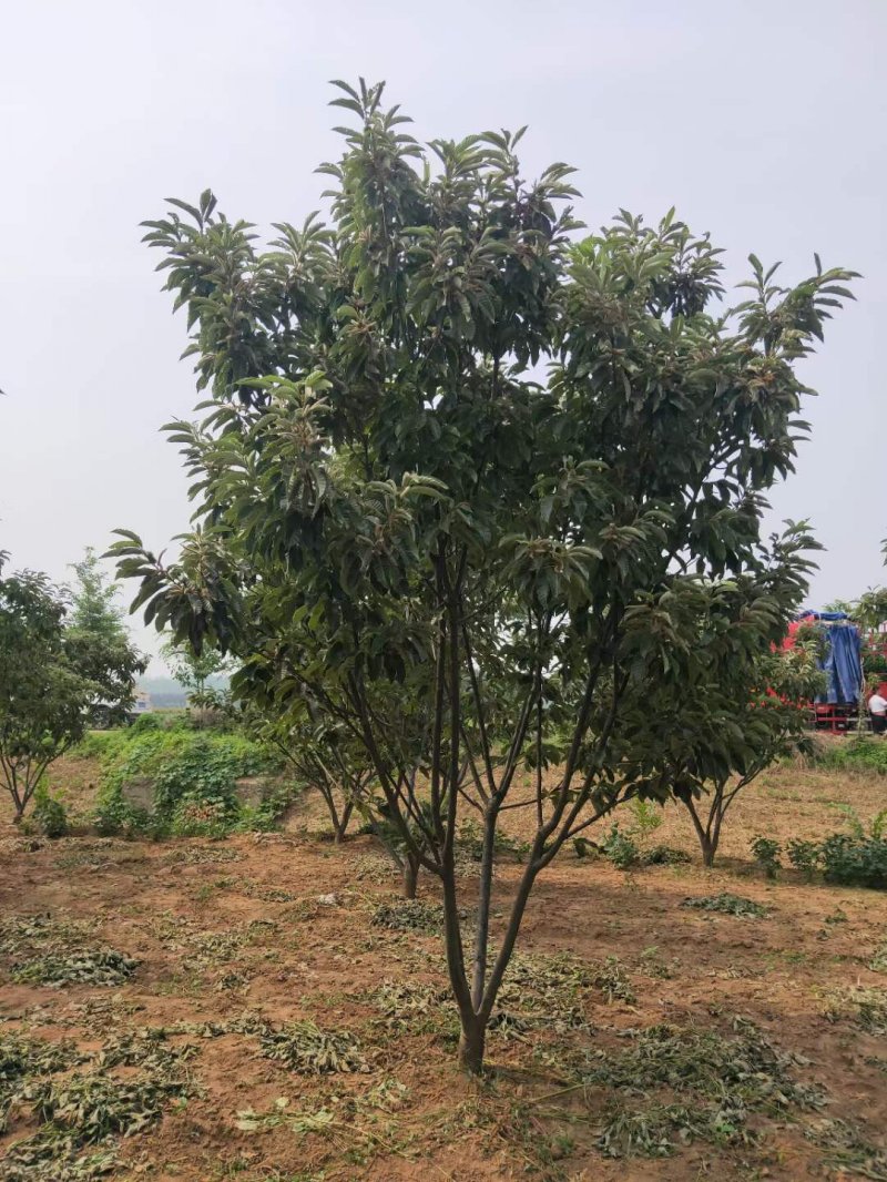 板栗樹(shù) 板栗樹(shù)