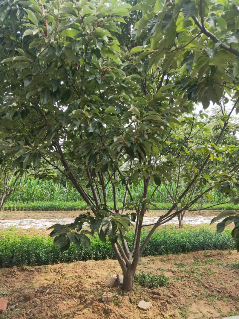 板栗樹(shù) 板栗樹(shù)