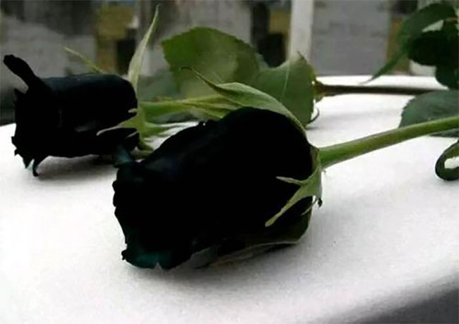 黑玫瑰的花語(yǔ)是什么？黑玫瑰的寓意和象征