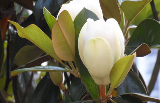 什么樹四季常綠還開花?四季開花的觀賞樹有哪些?