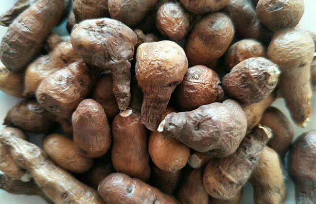 野生蕨麻有什么功效?蕨麻的功效與作用 野生蕨麻有什么功效?蕨麻的功效與作用