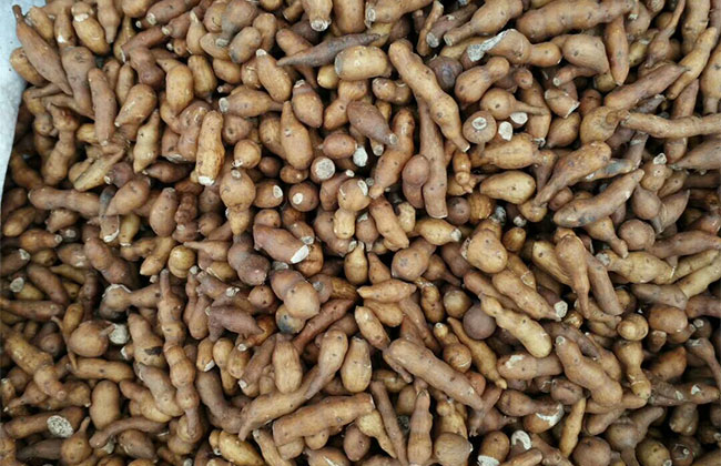 野生蕨麻有什么功效?蕨麻的功效與作用 野生蕨麻有什么功效?蕨麻的功效與作用