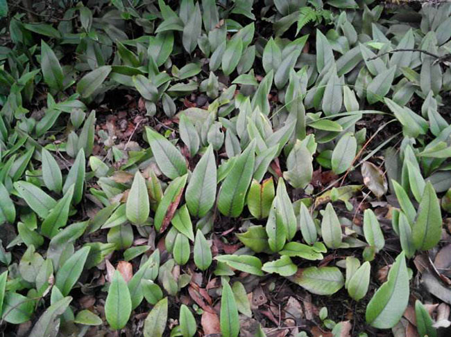 石韋的功效與作用有哪些？石韋種植前景怎么樣？