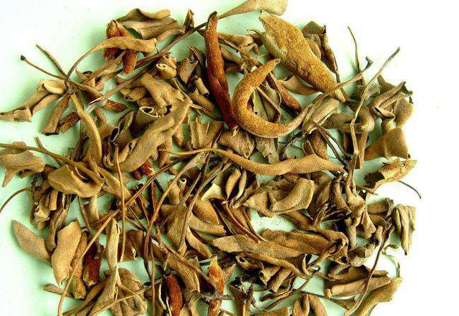 石韋的功效與作用有哪些？石韋種植前景怎么樣？