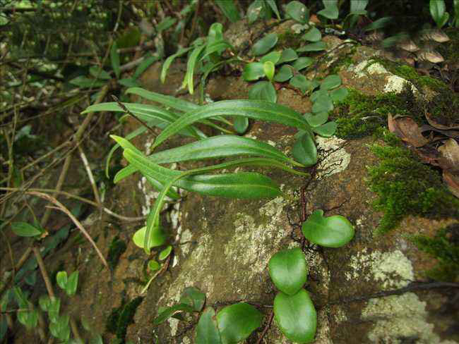石韋的功效與作用有哪些？石韋種植前景怎么樣？