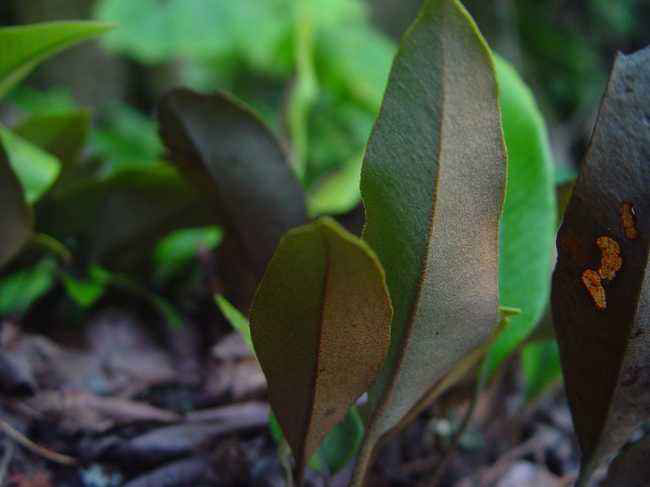石韋的功效與作用有哪些？石韋種植前景怎么樣？
